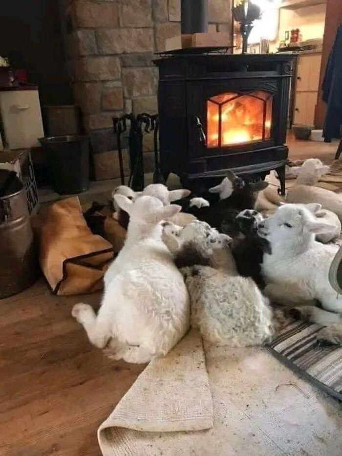 sheep in front of a fire