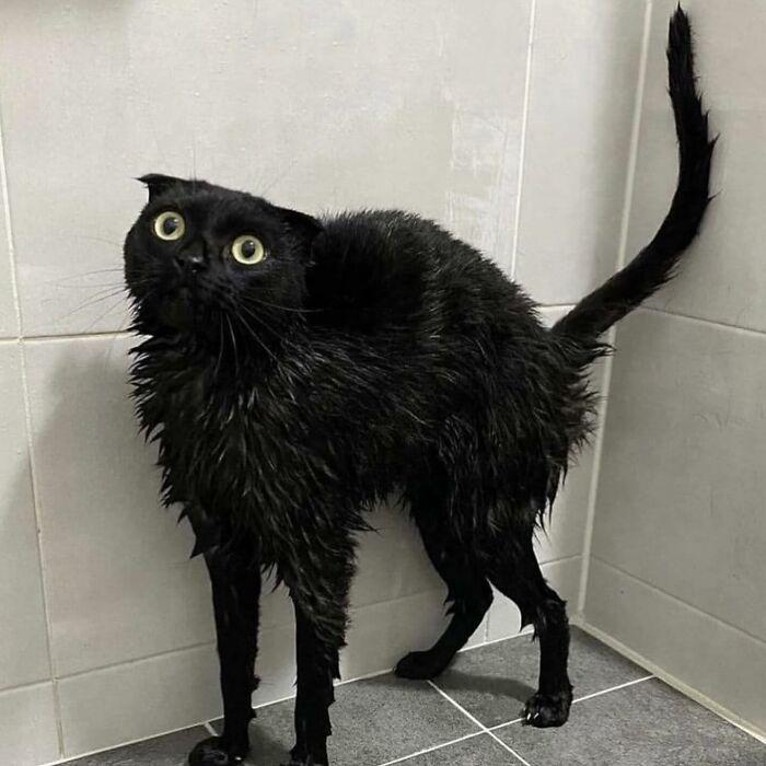 wet black cat