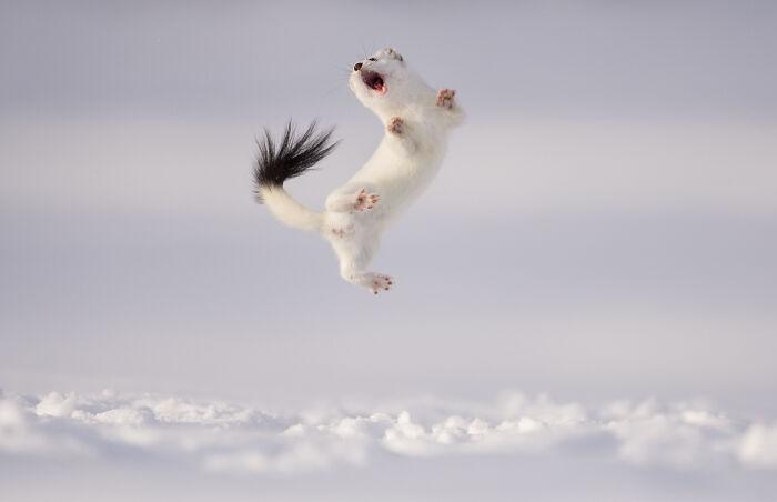 stoat having fun