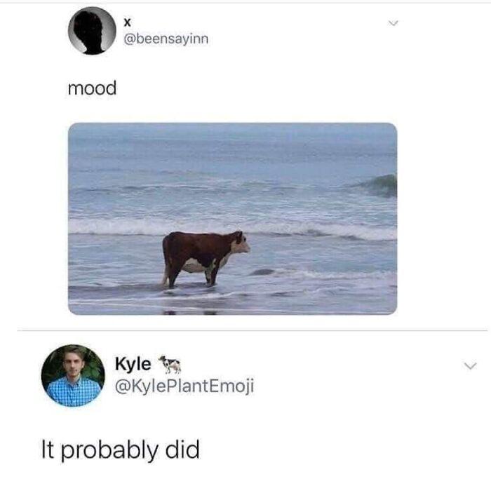 cow mood