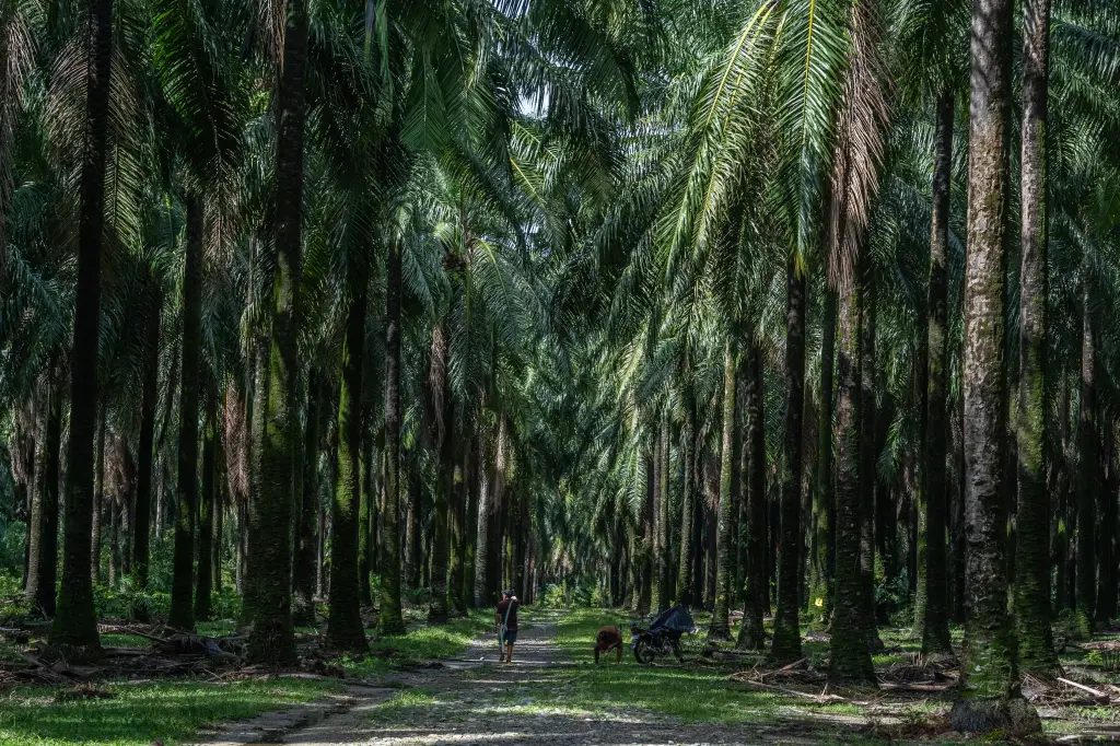 Oil palm fields growing at the edges of the national park in Honduras. Photography: Fritz Pinnow.