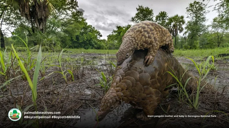 Giant Pangolin Smutsia gigantea - Africa