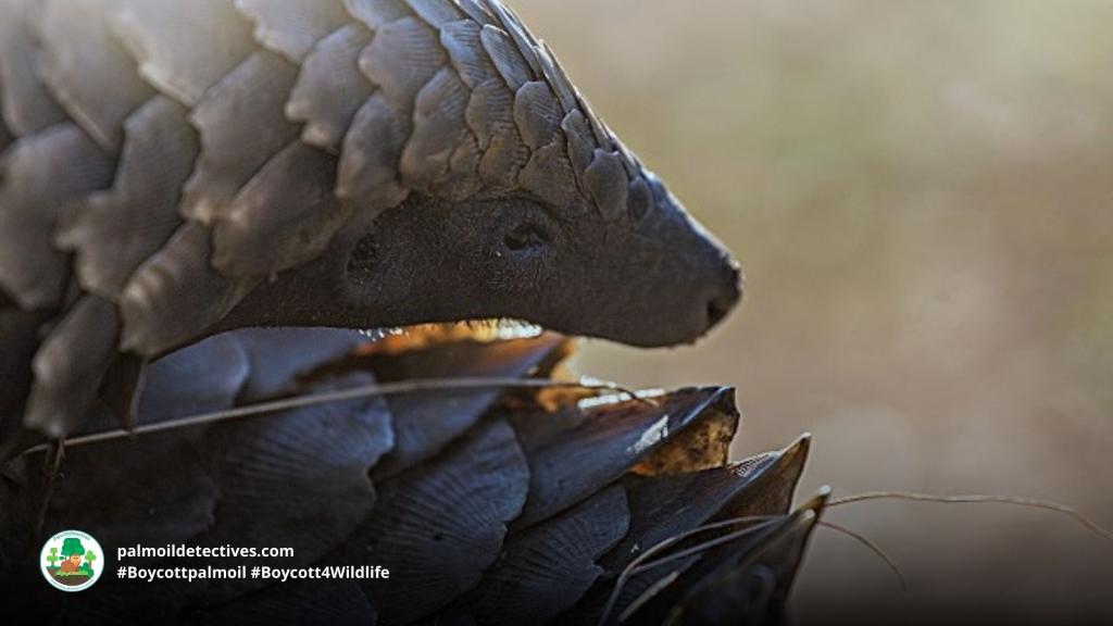 Giant Pangolin Smutsia gigantea - Africa