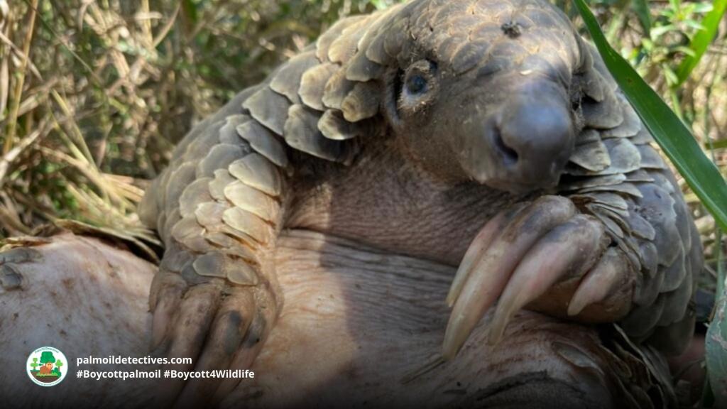 Giant Pangolin Smutsia gigantea - Africa