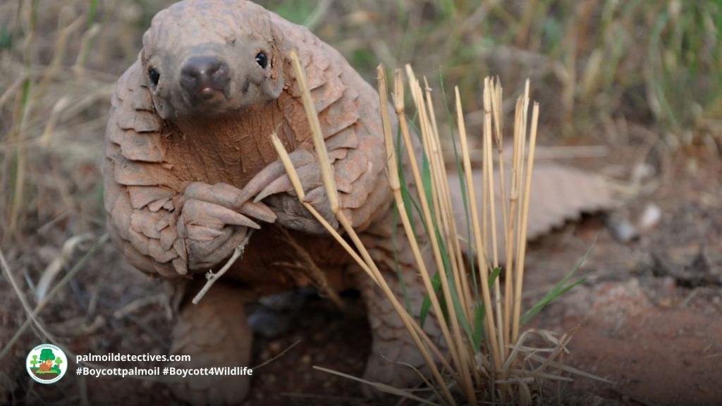 Giant Pangolin Smutsia gigantea - Africa