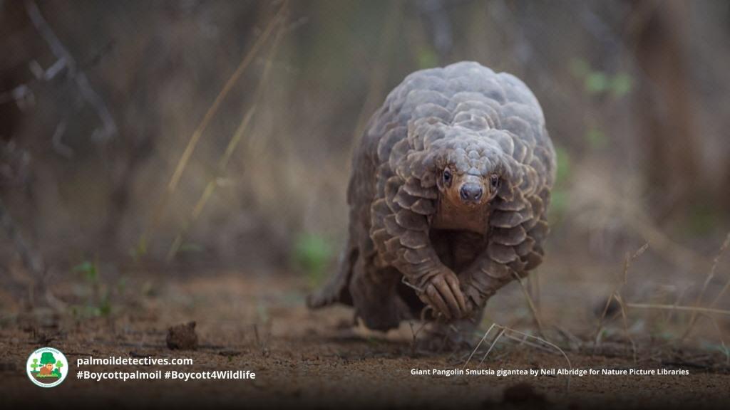 Giant Pangolin Smutsia gigantea - Africa