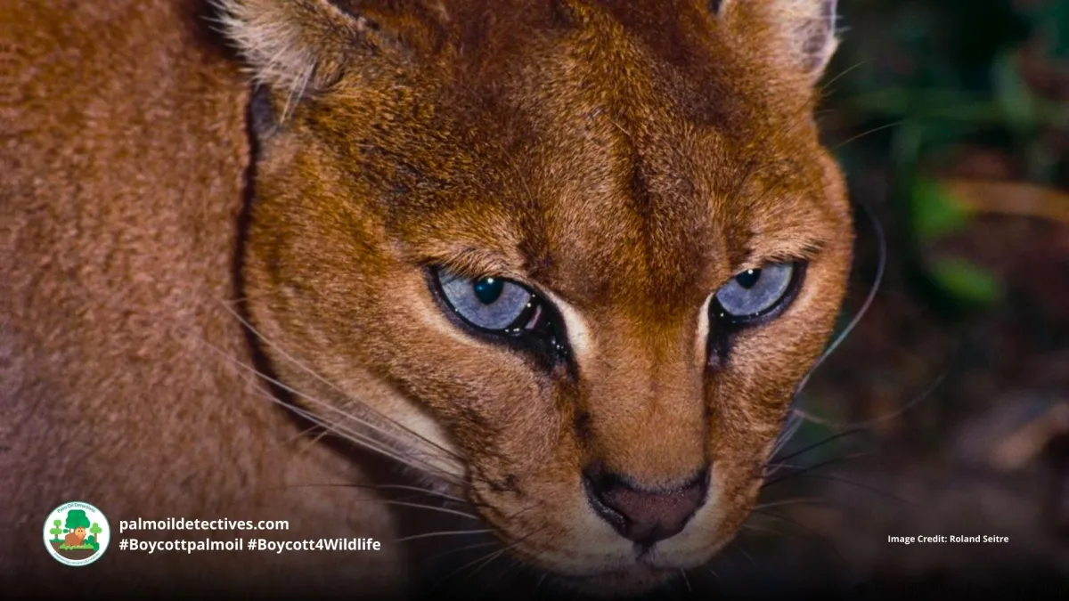 African Golden Cat Caracal aurata