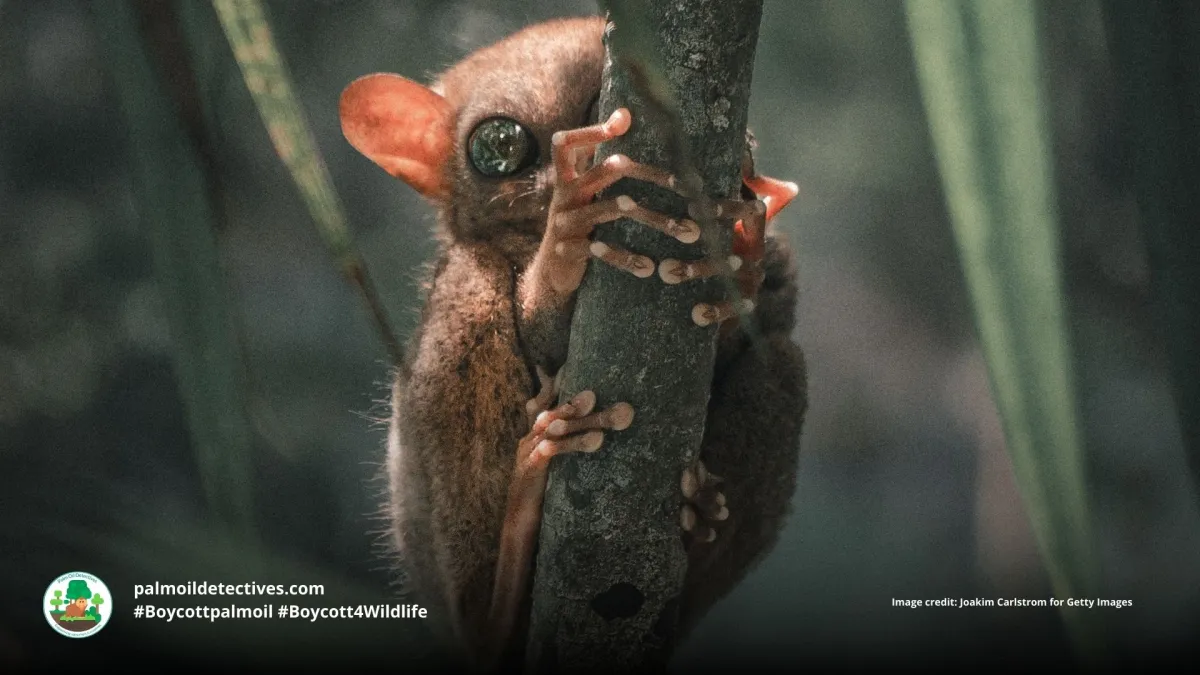 Philippine tarsier Carlito syrichta