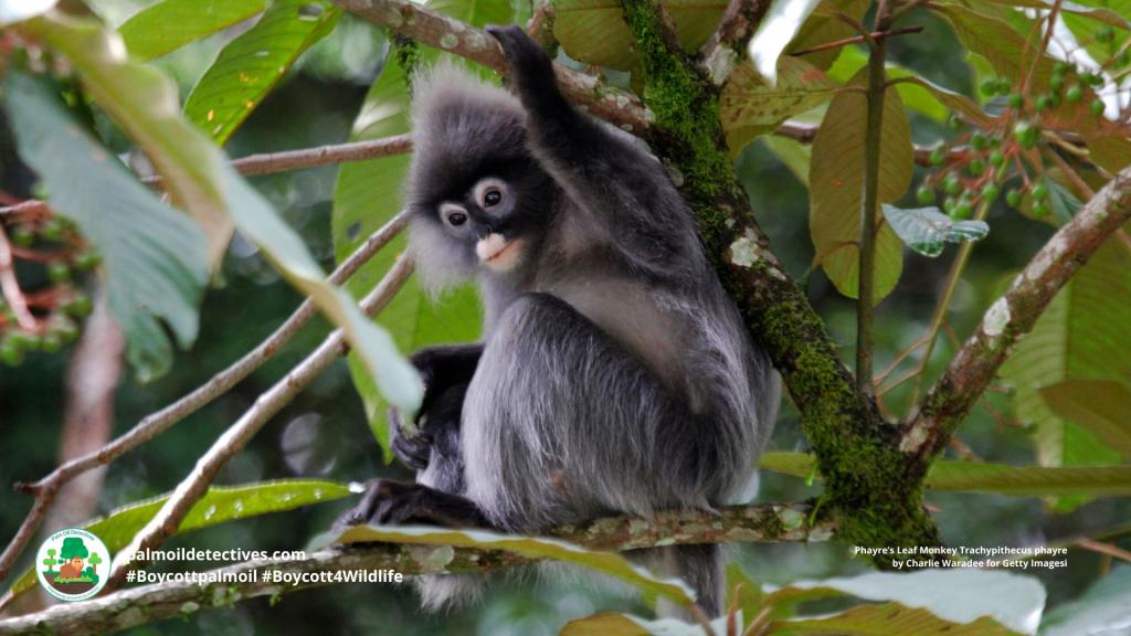 Phayre’s Leaf Monkey Trachypithecus phayrei