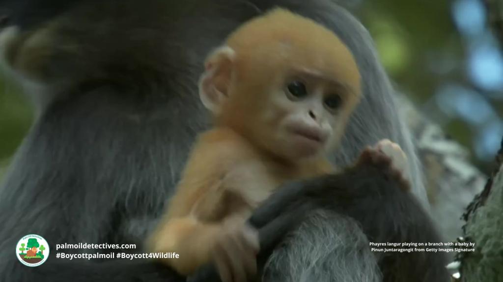 Phayre’s Leaf Monkey Trachypithecus phayrei