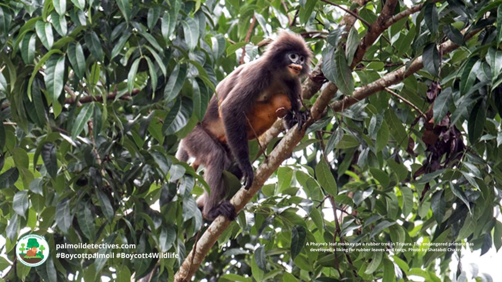 Phayre’s Leaf Monkey Trachypithecus phayrei