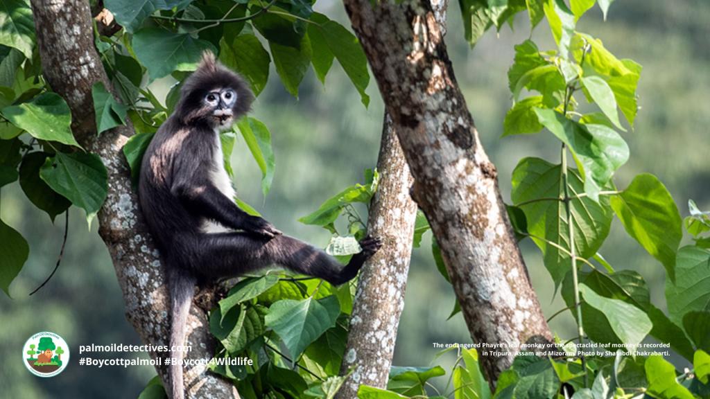 Phayre’s Leaf Monkey Trachypithecus phayrei