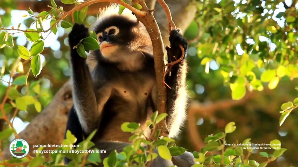 Phayre’s Leaf Monkey Trachypithecus phayrei