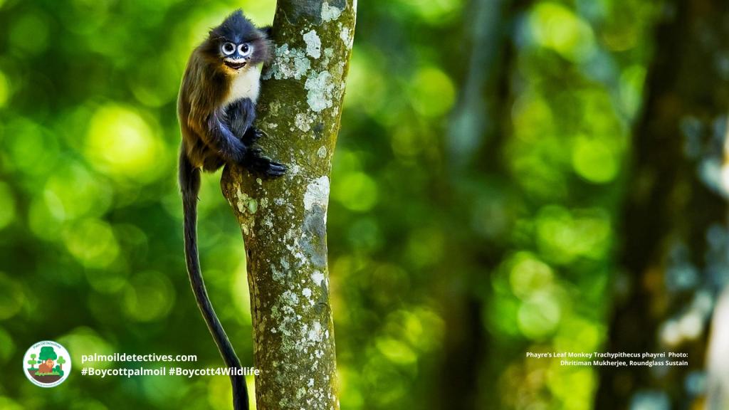 Phayre’s Leaf Monkey Trachypithecus phayrei