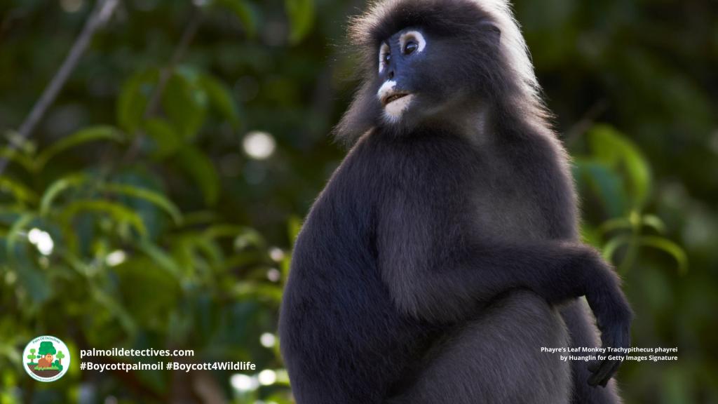 Phayre’s Leaf Monkey Trachypithecus phayrei