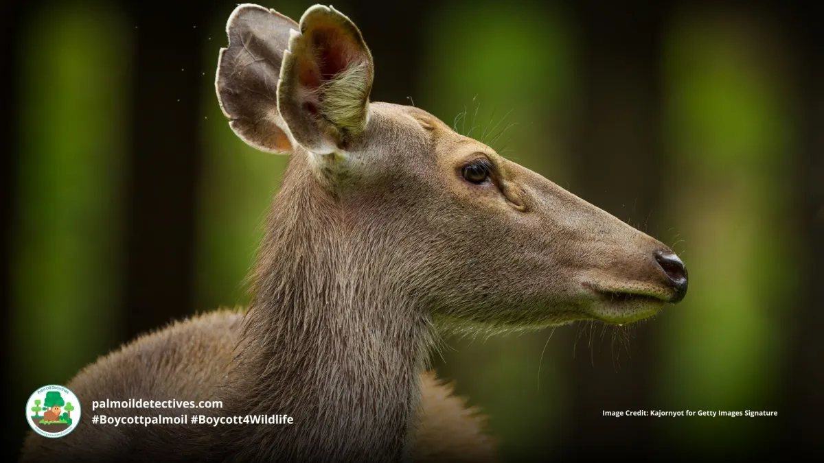 Sambar deer Rusa unicolor