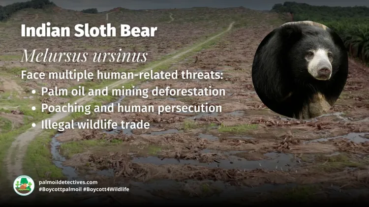 Sloth Bear Melursus ursinus