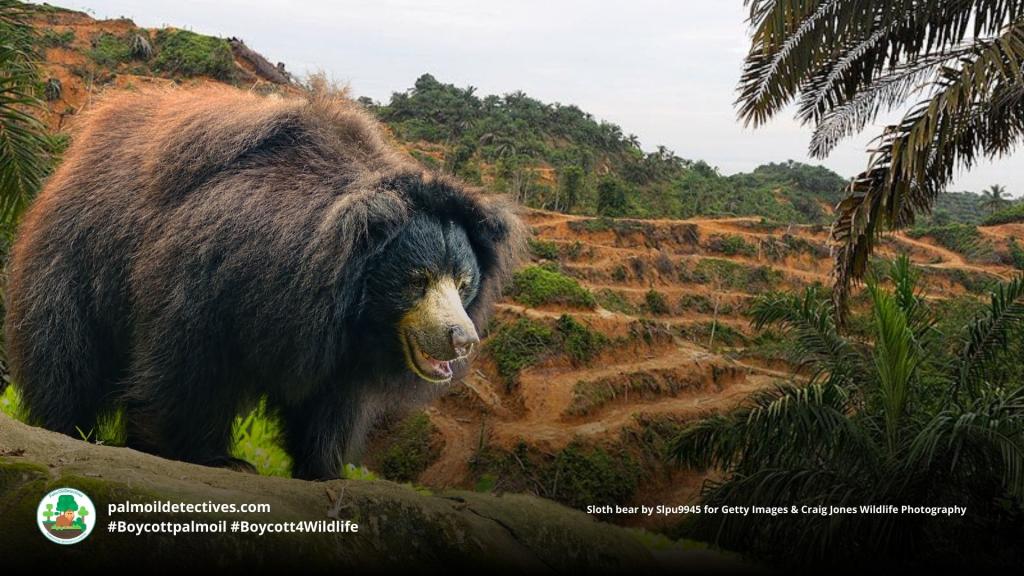 Sloth Bear Melursus ursinus