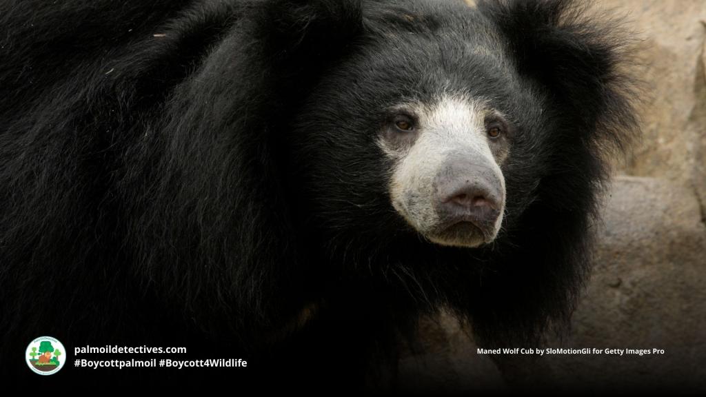 Sloth Bear Melursus ursinus