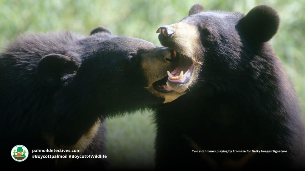 Sloth Bear Melursus ursinus