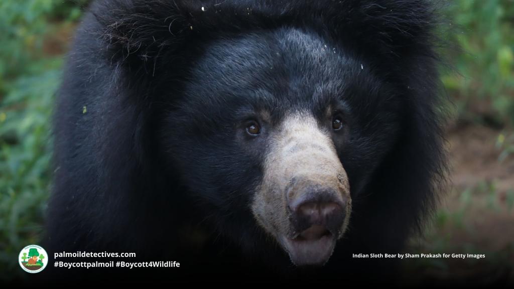 Sloth Bear Melursus ursinus