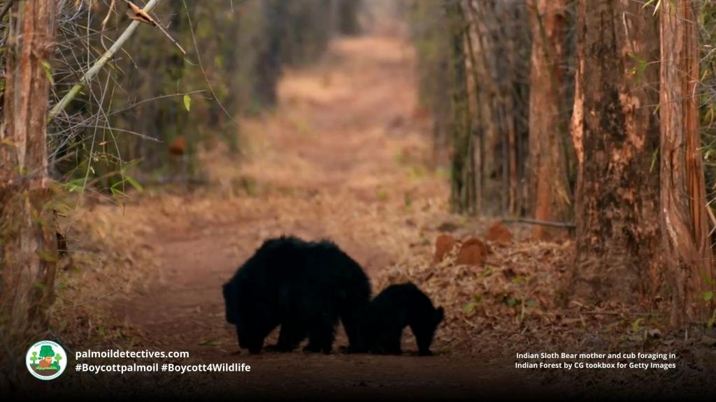 Sloth Bear Melursus ursinus