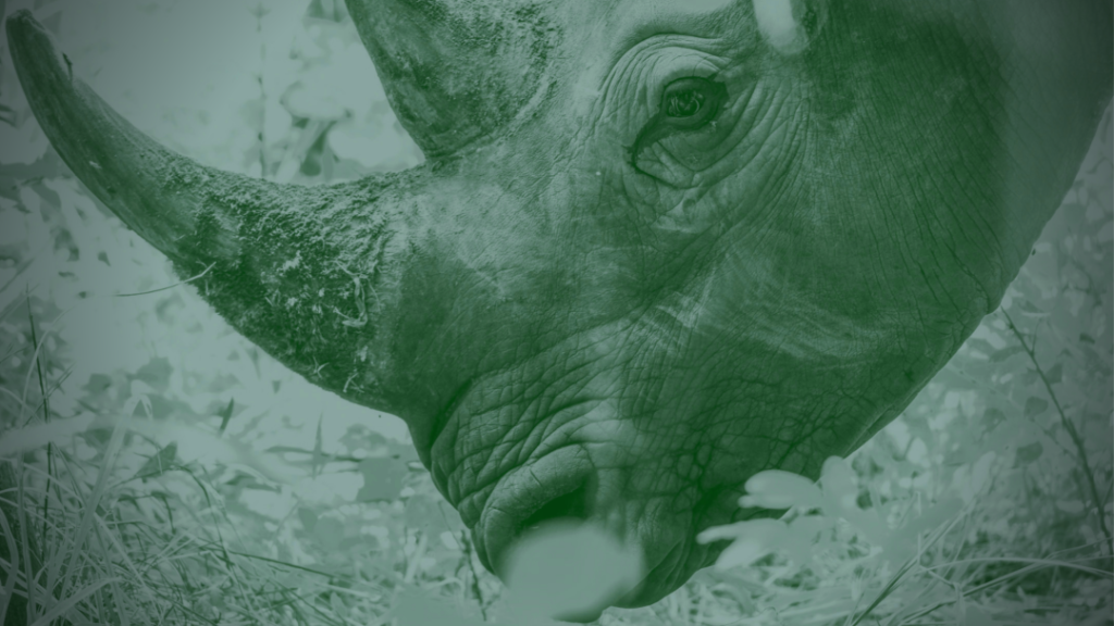 Contribute to palm oil detectives - black rhino in profile