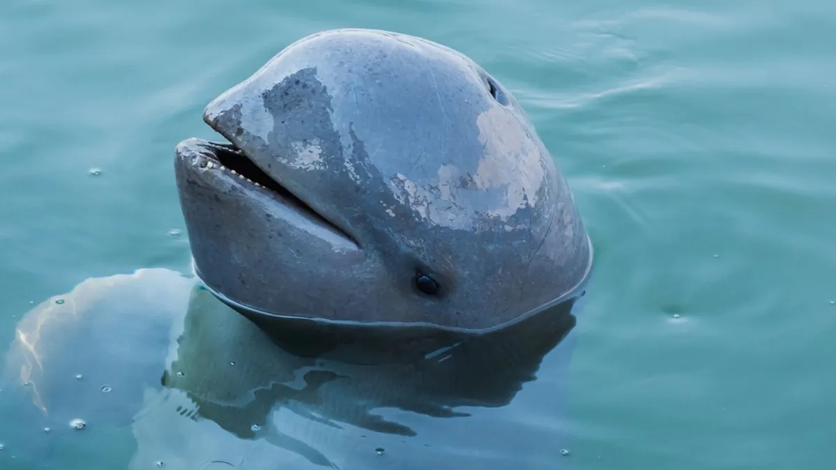 Irrawaddy Dolphin Orcaella brevirostris