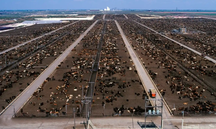 illegal deforestation for beef, cattle ranching in the Amazon rainforest