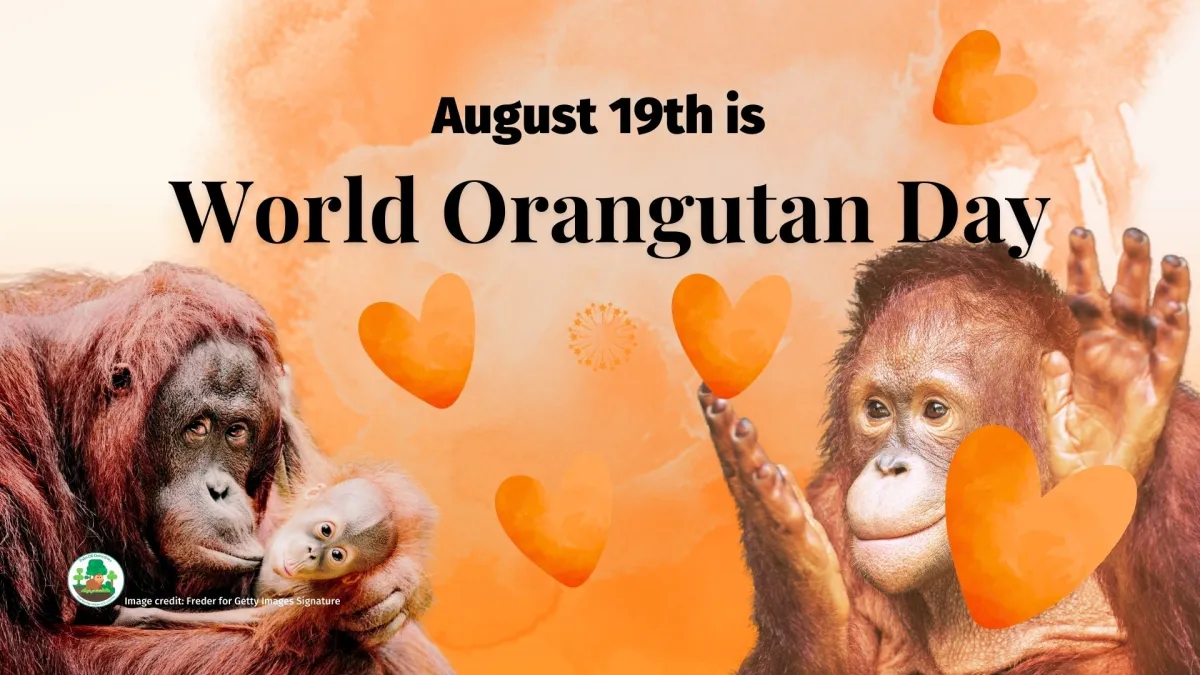 August 19th is #WorldOrangutanDay