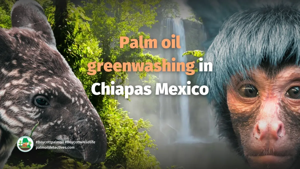 Palm Oil Greenwashing Poised to Destroy Protected Biosphere in Chiapas, Mexico