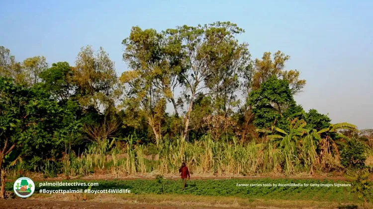 Palm Oil Protest Turns Violent: Human Rights Defenders Arrested in Congo