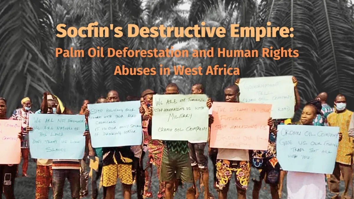 Socfin’s Destructive Empire: Palm Oil Deforestation and Human Rights Abuses in West Africa