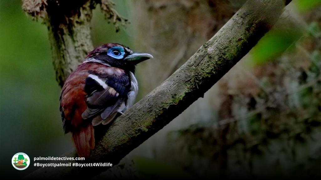 Visayan Broadbill Sarcophanops samarensis