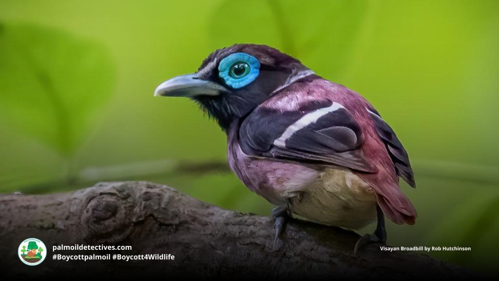 Visayan Broadbill Sarcophanops samarensis