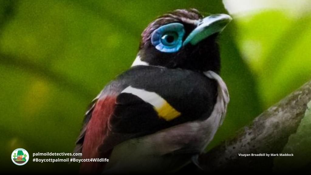 Visayan Broadbill Sarcophanops samarensis