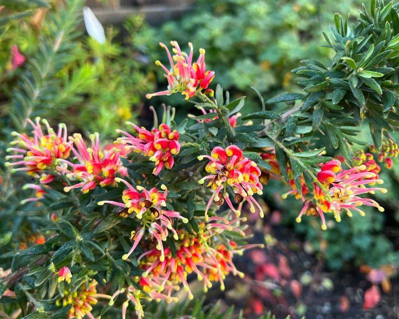 Grevillea fireworks