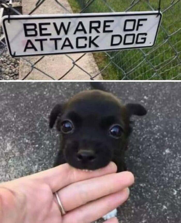 beware of doglet