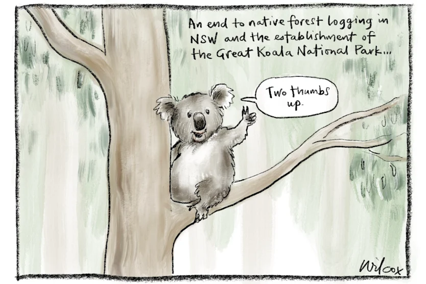 saving koalas