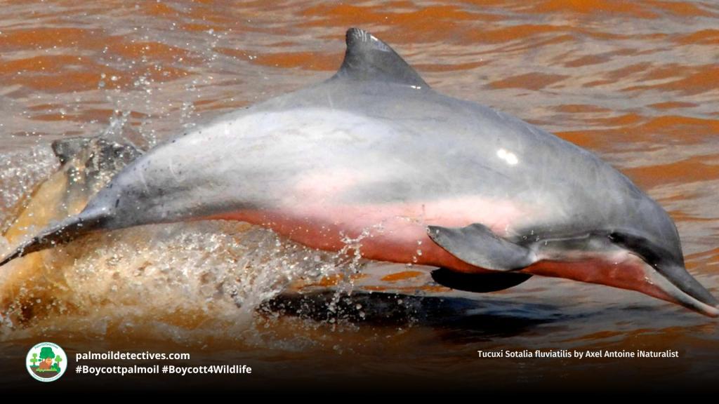 Tucuxi Sotalia fluviatilis by Axel Antoine iNaturalist