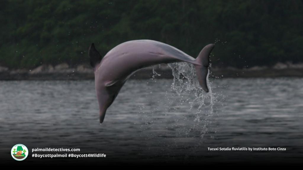 Tucuxi Sotalia fluviatilis by Instituto Boto Cinza (2)
