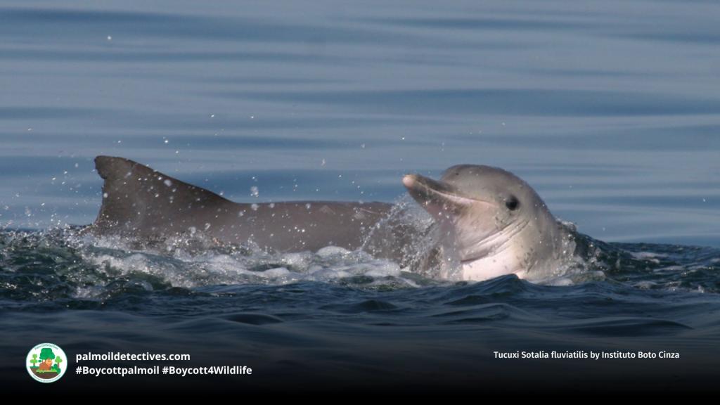 Tucuxi Sotalia fluviatilis by Instituto Boto Cinza