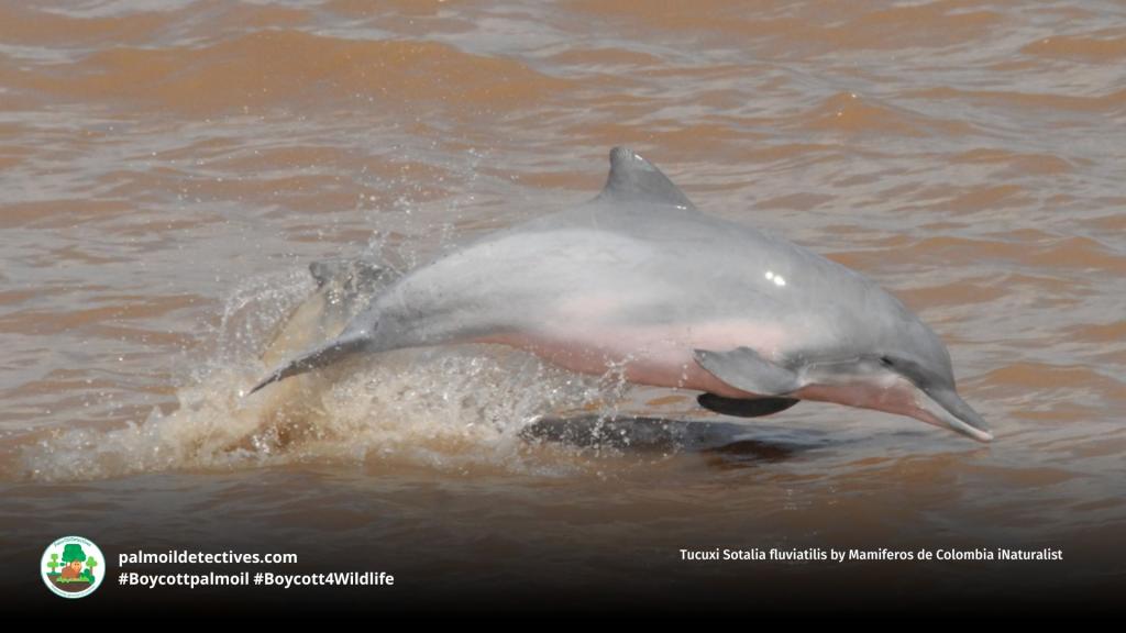Tucuxi Sotalia fluviatilis by Mamiferos de Colombia iNaturalist