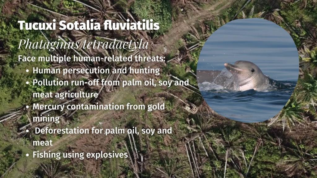 Tucuxi Sotalia fluviatilis threats