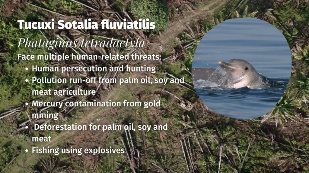 Tucuxi Sotalia fluviatilis threats