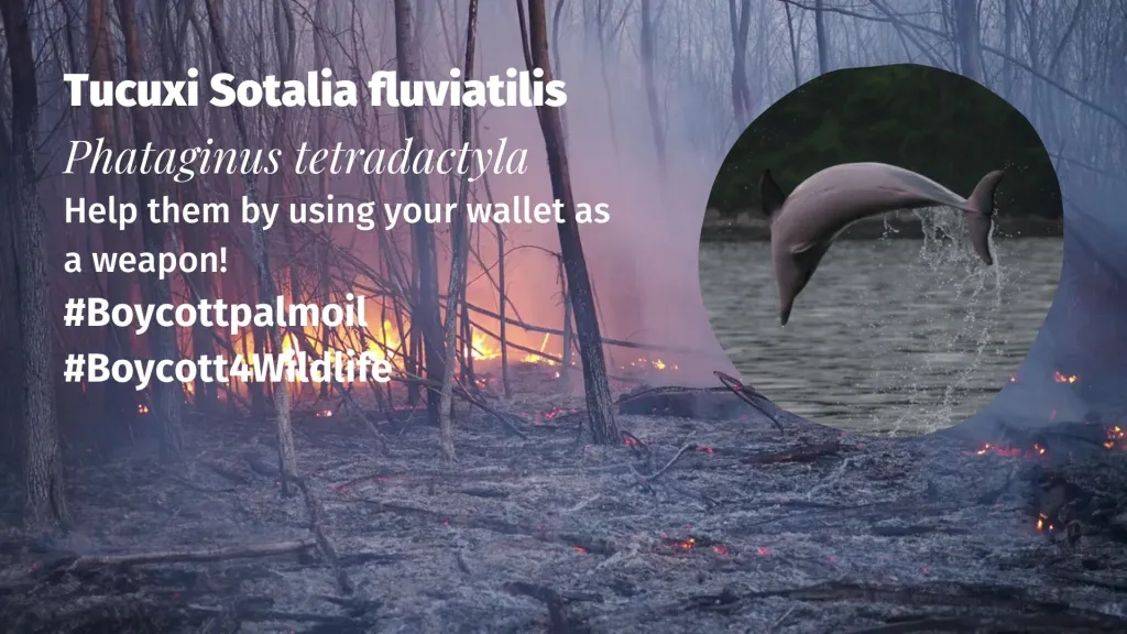 Tucuxi Sotalia fluviatilis boycott