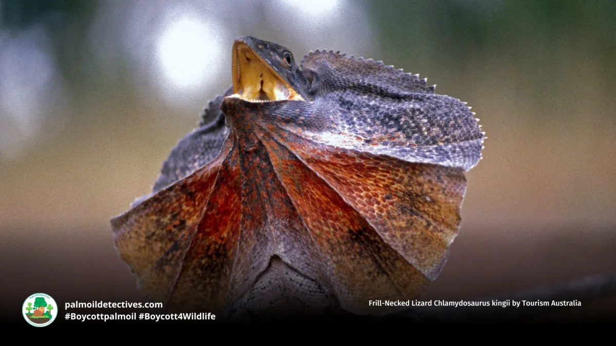 Frill-Necked Lizard Chlamydosaurus kingii