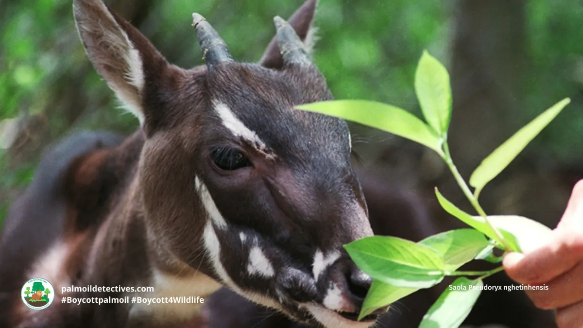 Saola Pseudoryx nghetinhensis