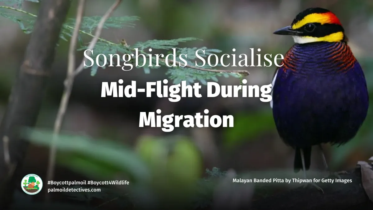 Songbirds Socialise Mid-Flight During Migration