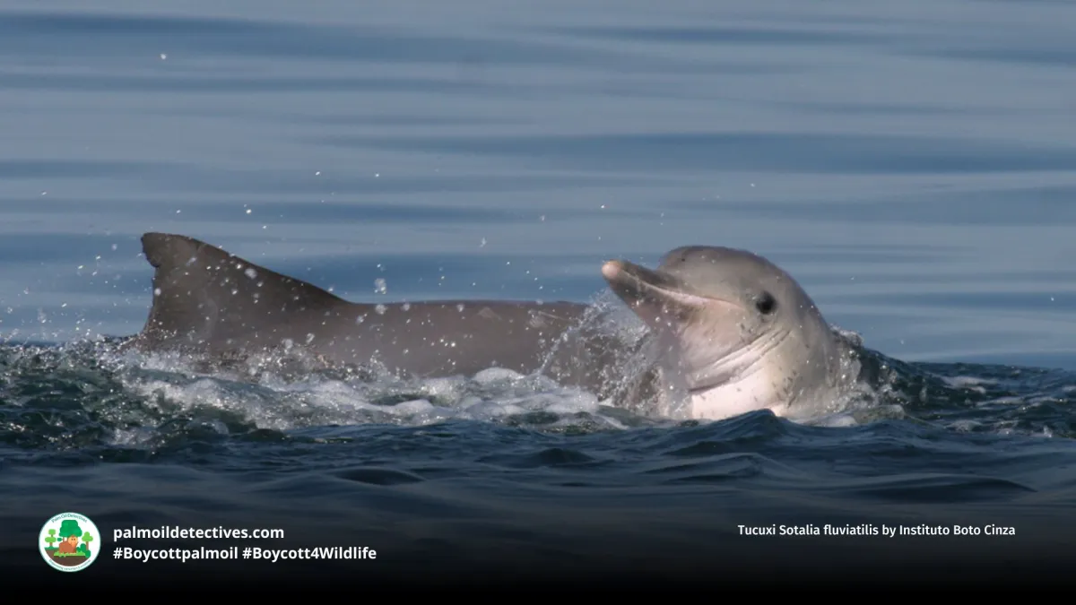 Tucuxi Sotalia fluviatilis